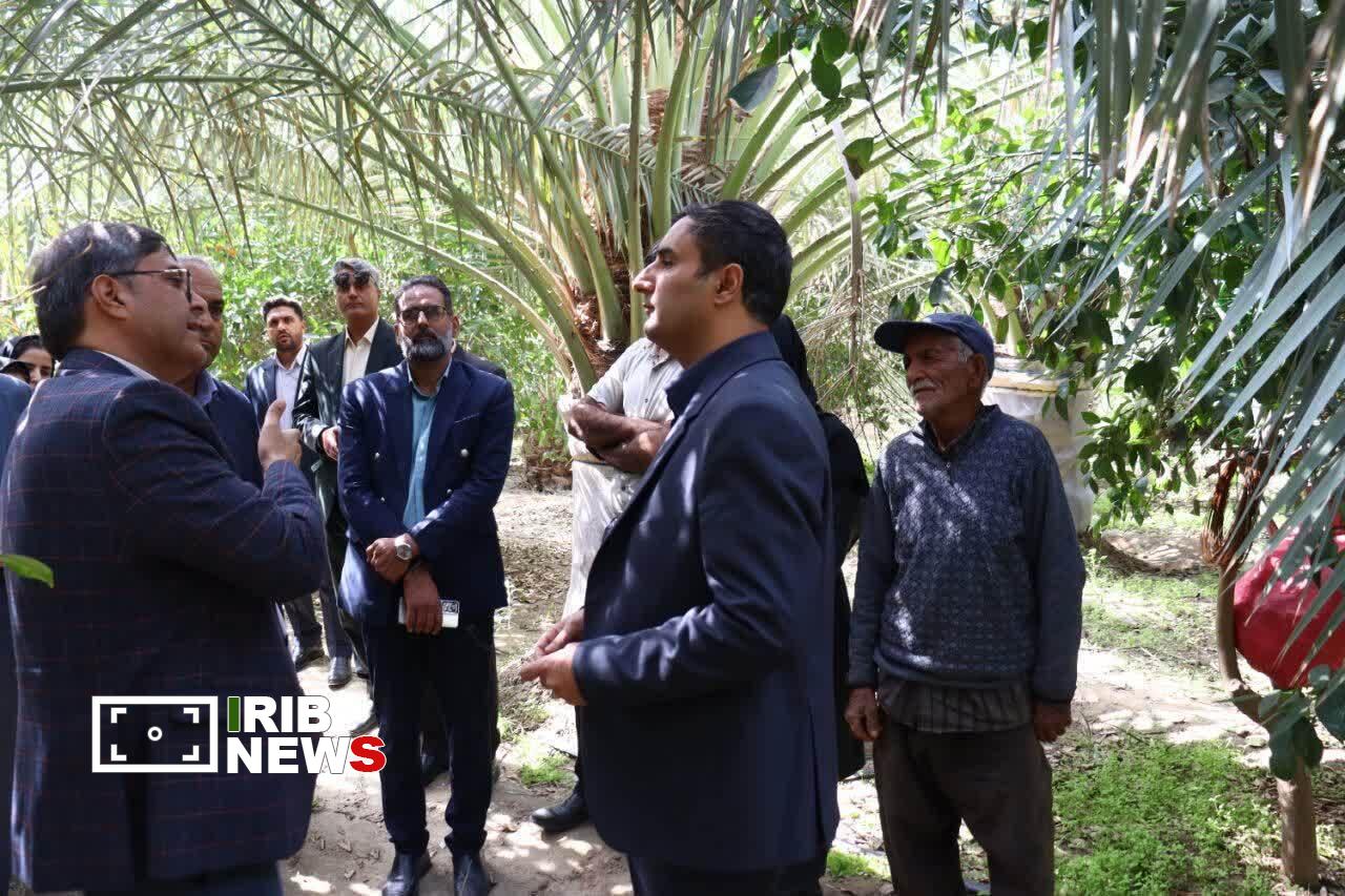 مقابله با آفت سوسک سرخرطومی حنایی در عنبرآباد مقابله با آفت سوسک سرخرطومی حنایی در عنبرآباد