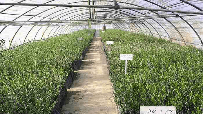 تولید ۸۵۰ هزار نهال  زیتون در گلخانه‌های تخصصی طارم