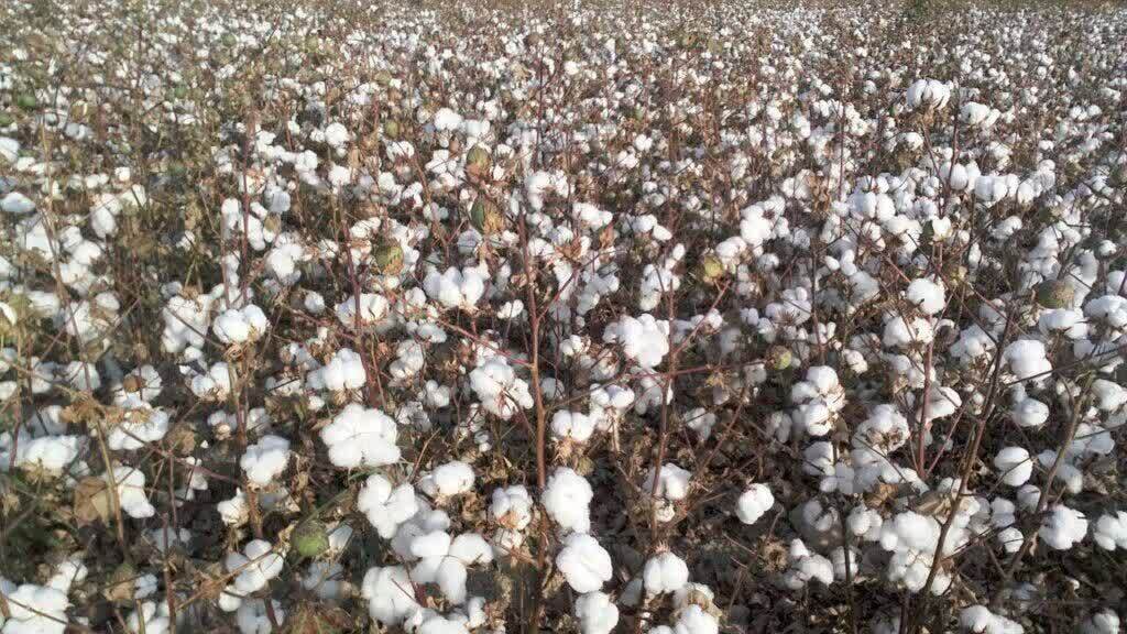 تولید بیش از ده هزار تن وش پنبه در مانه تولید بیش از ده هزار تن وش پنبه در مانه