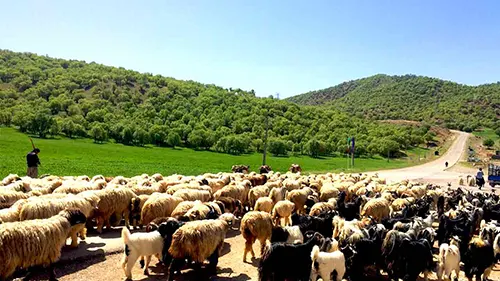 اجرای طرح «افزایش تولید در دامداری‌های روستایی و عشایری» در ۵۳ روستای استان زنجان