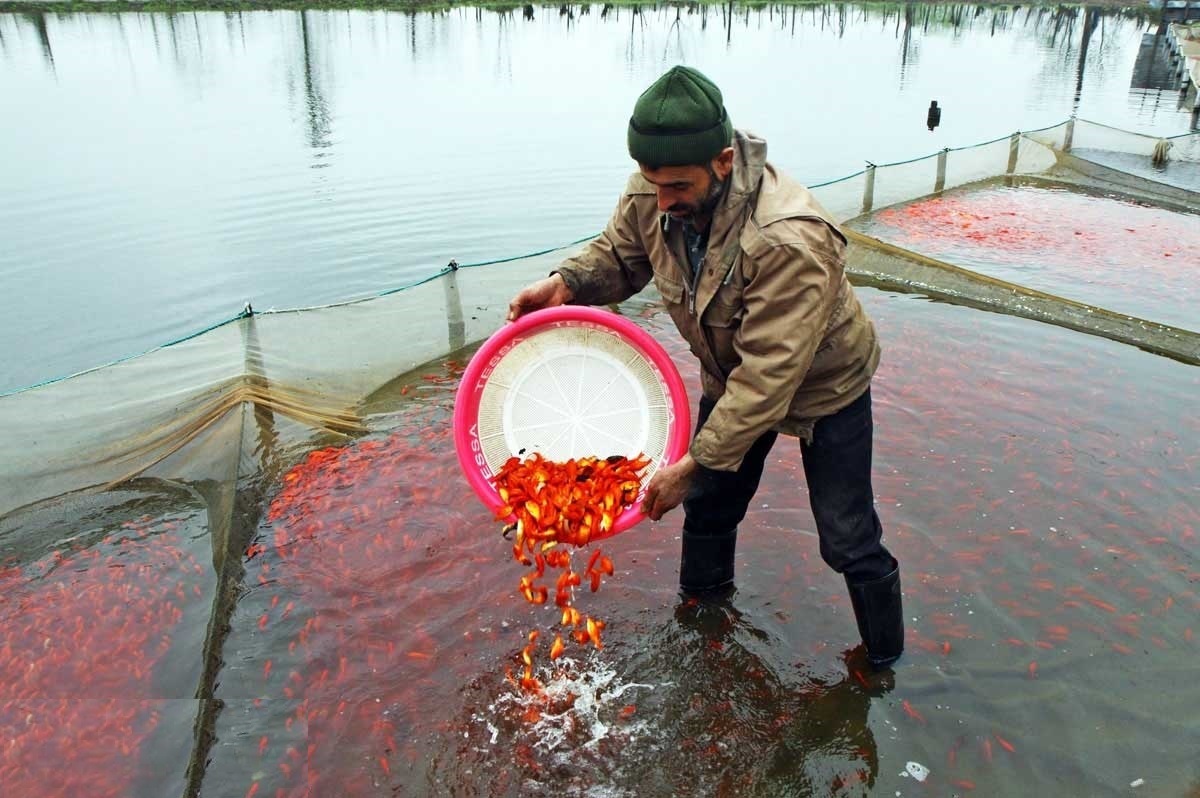 رتبه نخست گیلان در تولید ماهیان زینتی در کشور
