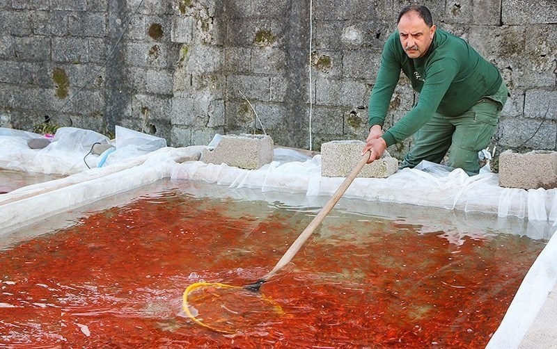 رتبه نخست گیلان در تولید ماهیان زینتی در کشور