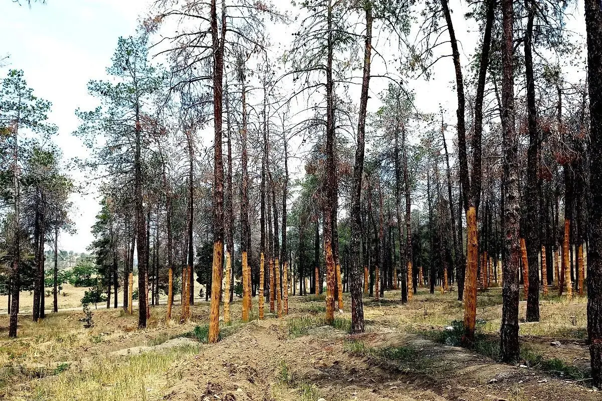 آمار بالای آفت زدگی و بیماری درختان در تهران