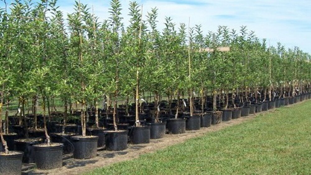 تولید بیش از هفت میلیون اصله نهال سالانه در آذربایجان‌غربی