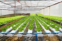 تسهیلات بانکی برای کشاورزی دانش بنیان