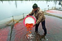 رتبه نخست گیلان در تولید ماهیان زینتی کشور