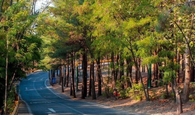تدوین طرح ۱۰ ساله برای احیای جنگلکاریهای پایتخت تدوین طرح ۱۰ ساله برای احیای جنگلکاریهای پایتخت