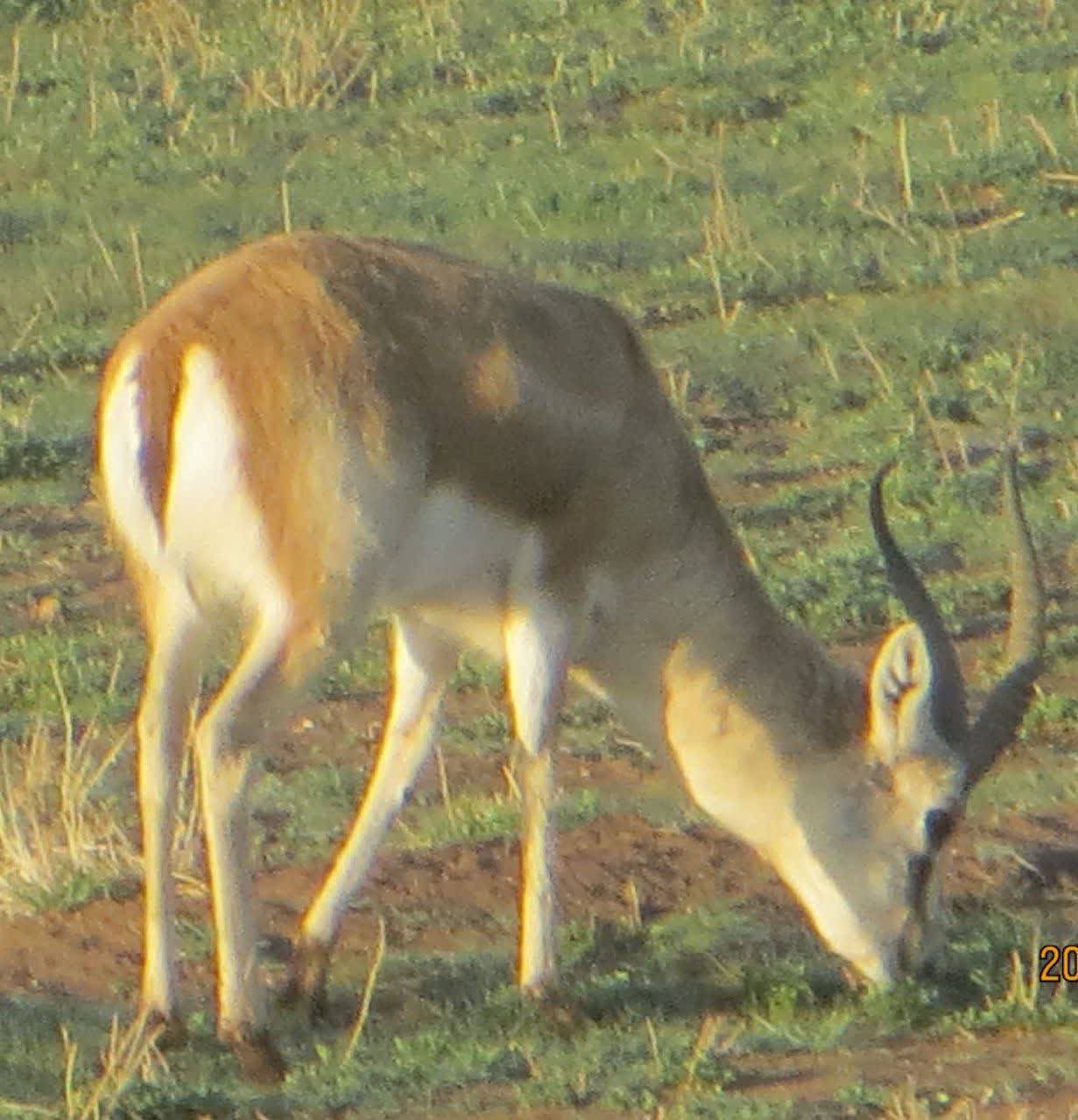 دستگیری شکارچیان آهو در نیشابور 