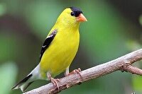 دستگیری شکارچی متخلف و آزادی ۲ سهره طلایی