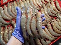 تولید ۳۰ هزار تن میگوی پرورشی در بوشهر