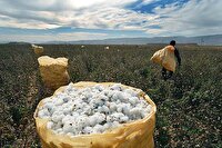 پایان برداشت طلای سفید در زرین دشت