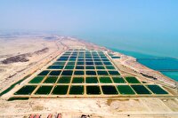 افزایش ۹۴ درصدی تولید میگو در سیستان و بلوچستان