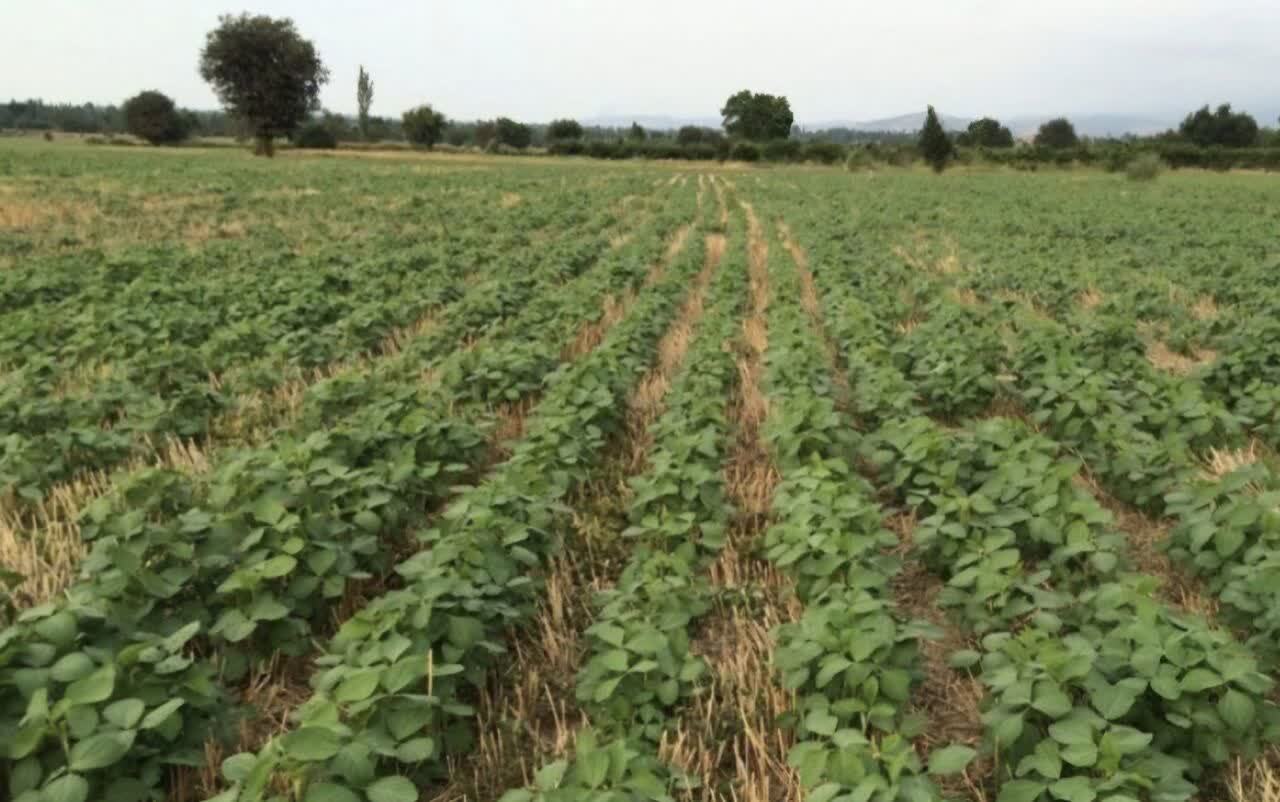 اجرای کشاورزی حفاظتی بوشهر با هدف افزایش تابآوری در برابر تغییرات اقلیمی اجرای کشاورزی حفاظتی بوشهر با هدف افزایش تابآوری در برابر تغییرات اقلیمی