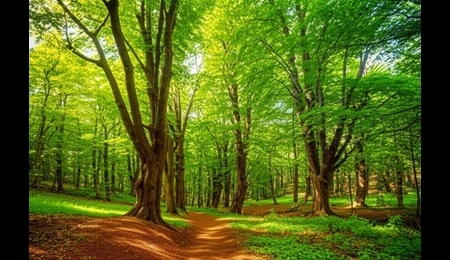 واگذاری مدیریت پارک جنگلی قرق به شهرداری