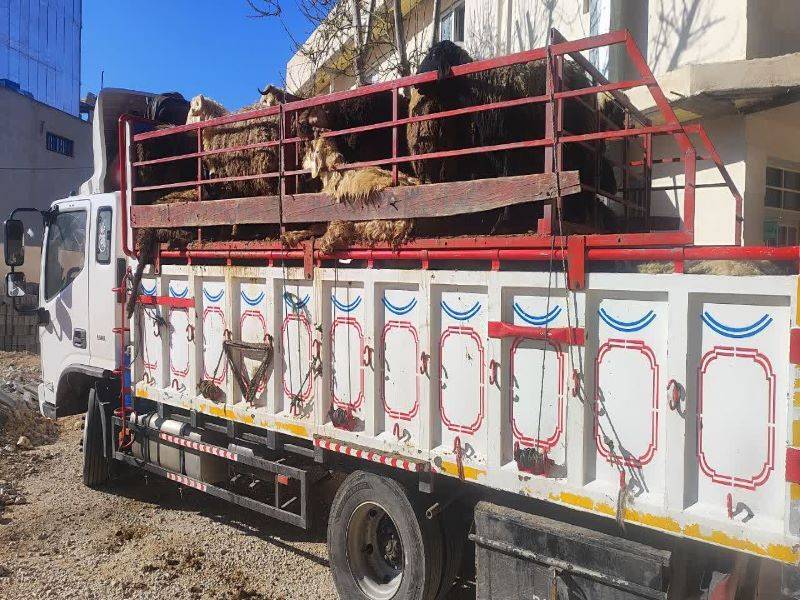 کشف ۱۰۰ رأس گوسفند فاقد مجوز در زرقان کشف ۱۰۰ رأس گوسفند فاقد مجوز در زرقان