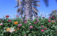 تولید ۱۰ میلیون نشا و گل‌کاری ۷۵ هزار مترمربع فضا‌های شهری در کیش