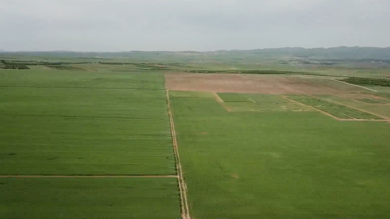 هشدار محققان موسسه دیم برای مصرف کود سرک