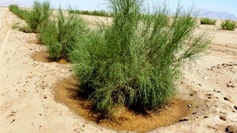 آغاز ساخت بادشکن ۸۰ کیلومتری در جاسک