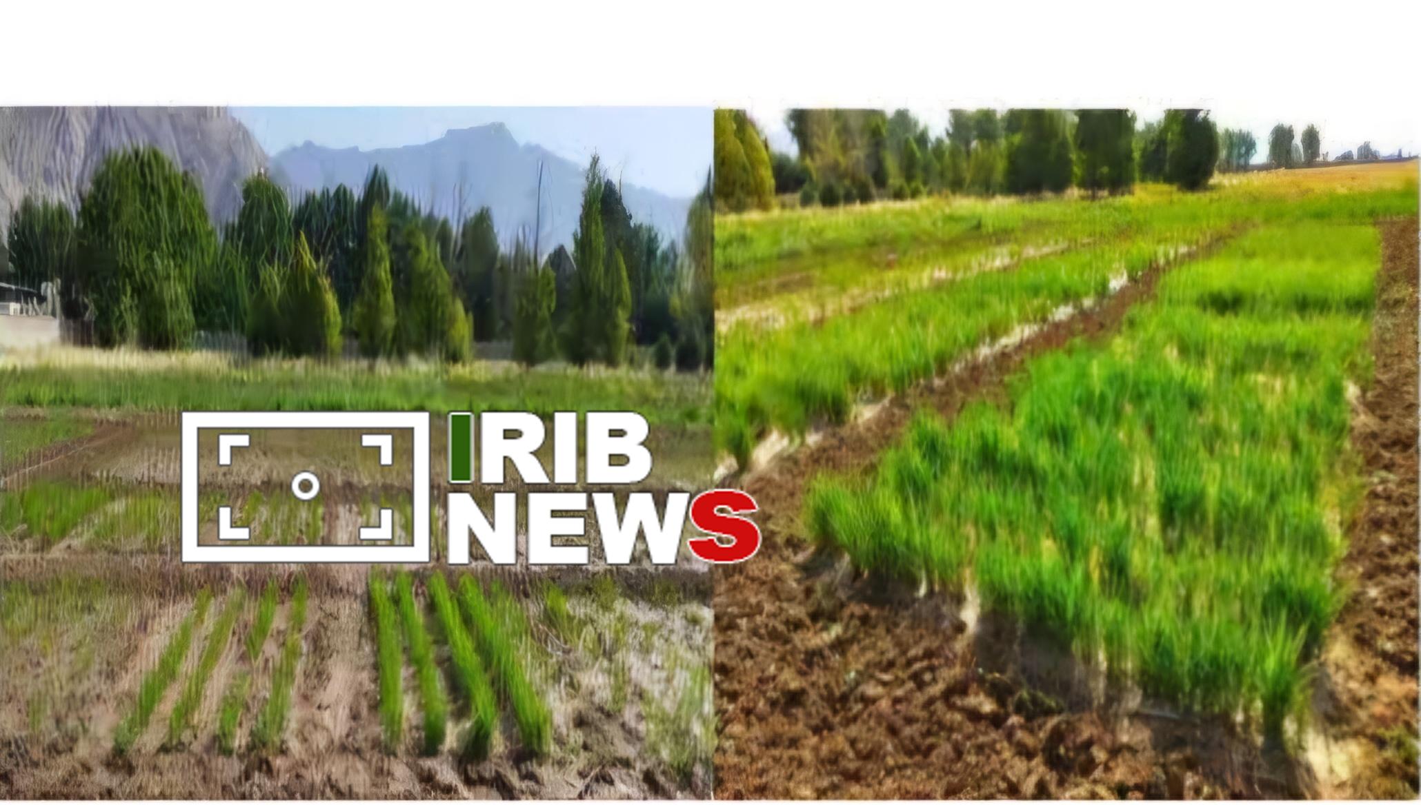 معرفی رقم جدید برنج هوازی «کویر» در لرستان