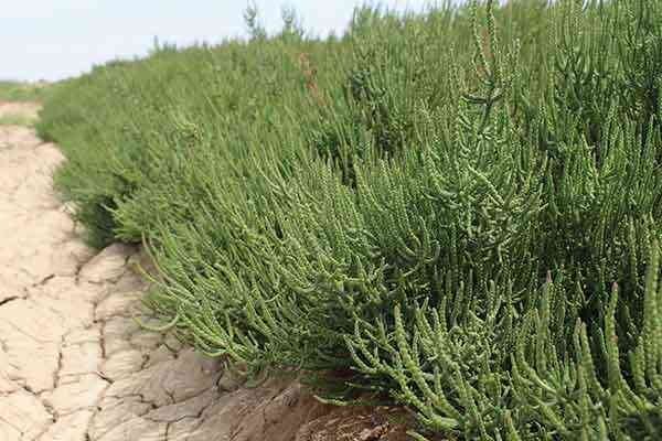 کشت انبوه سالیکورنیا در سواحل ایران؛ فرصتی برای اقتصاد و اصلاح خاکهای شور کشت انبوه سالیکورنیا در سواحل ایران؛ فرصتی برای اقتصاد و اصلاح خاکهای شور