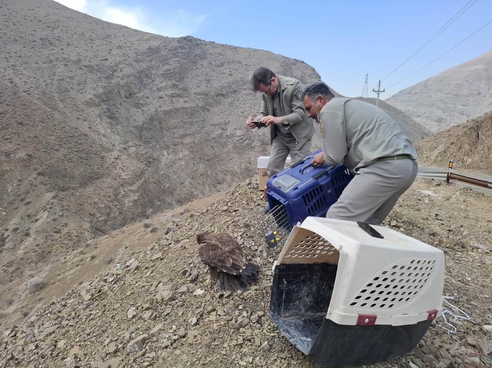 رهاسازی ۶ بهله پرنده شکاری تیمارشده در طبیعت استان البرز