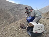 رهاسازی ۶ بهله پرنده شکاری تیمارشده در طبیعت استان البرز