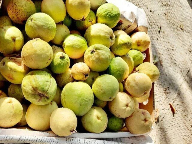 شهرستان راسک قطب تولید میوه گرمسیری گواوا در سیستان و بلوچستان شهرستان راسک قطب تولید میوه گرمسیری گواوا در سیستان و بلوچستان