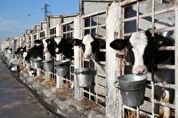 امضا قرارداد ساخت یک واحد پرورش گاو شیری در جهرم