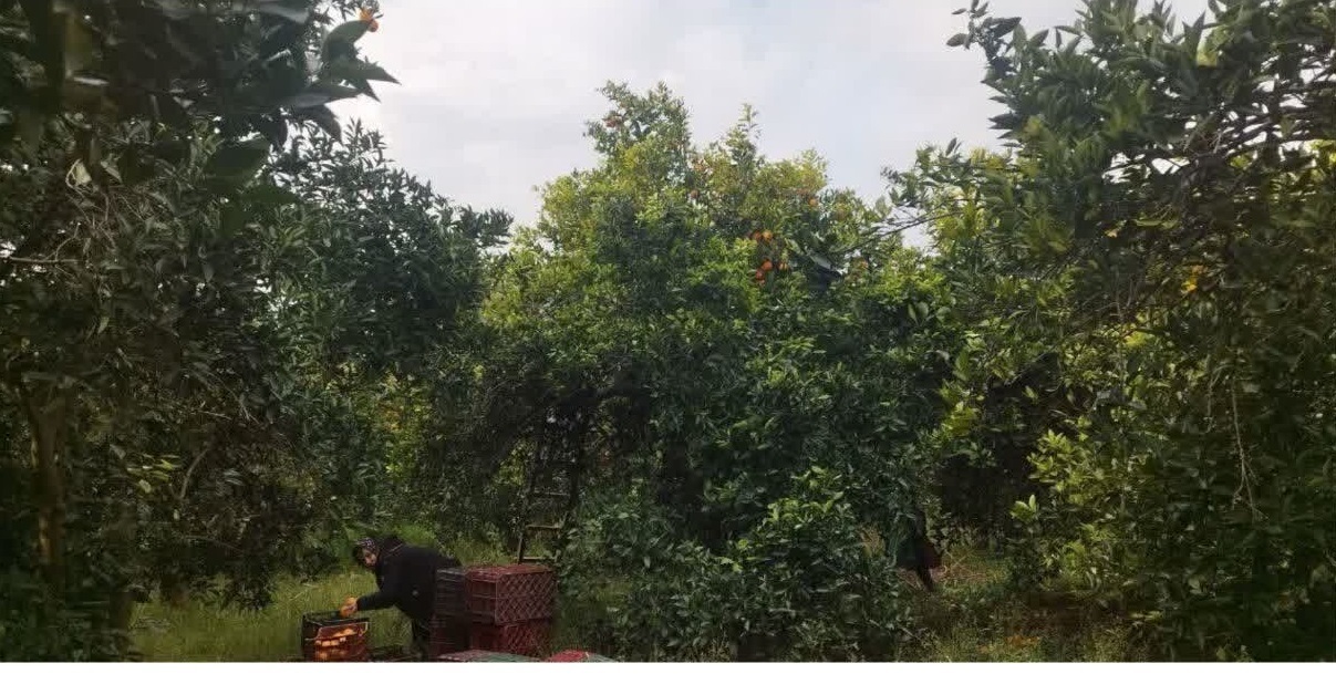 باغات کم‌آب‌بر در کرمانشاه توسعه می‌یابند