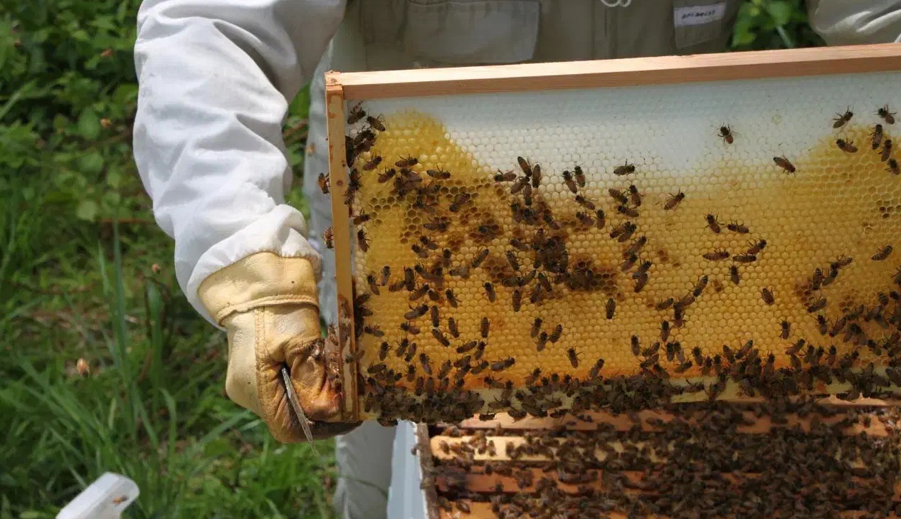 افت ۲۰ درصدی تولید عسل در مهاباد افت ۲۰ درصدی تولید عسل در مهاباد