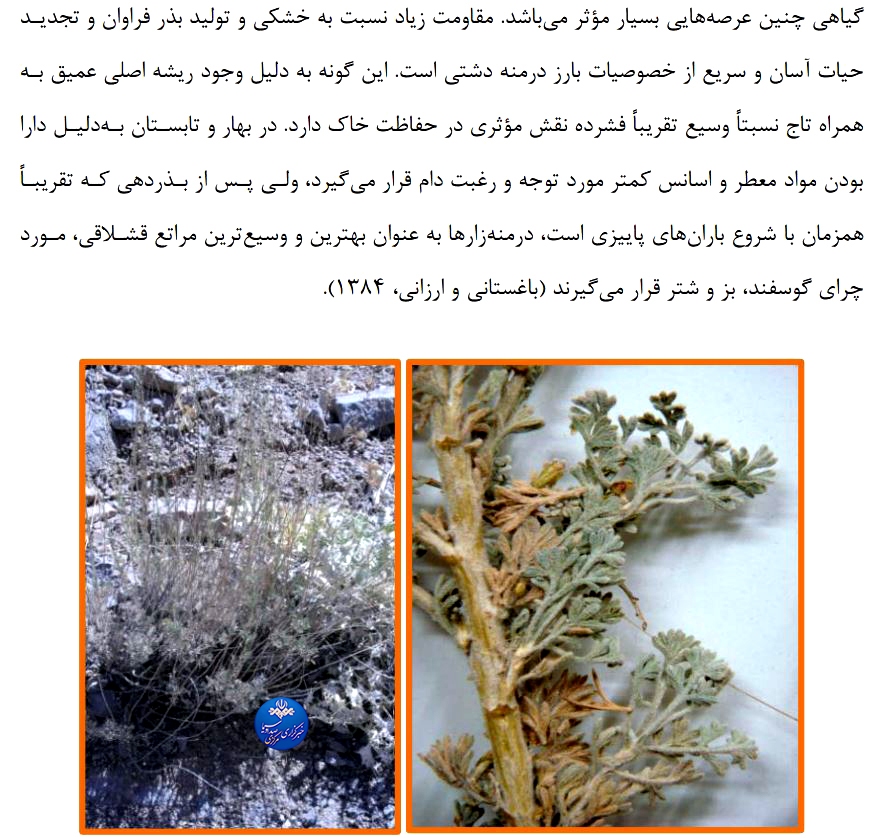 مرتع‌کاری مناطق خشک و نیمه‌خشک با استفاده از گیاه درمنه دشتی