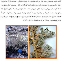 مرتع‌کاری مناطق خشک و نیمه‌خشک با استفاده از گیاه درمنه دشتی