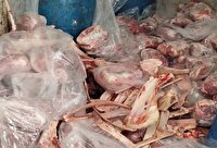 امحای محموله ۵۰۰ کیلویی گوشت شتر در خمینی شهر