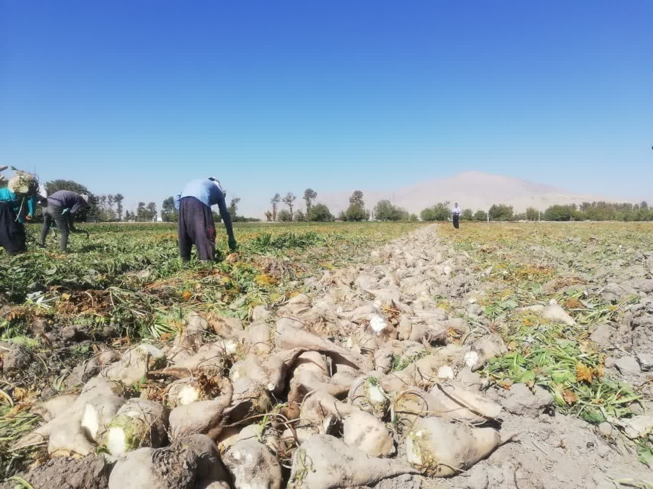 تولید بیش از ۶۹ هزار تن چغندرقند در مزارع مرودشت تولید بیش از ۶۹ هزار تن چغندرقند در مزارع مرودشت