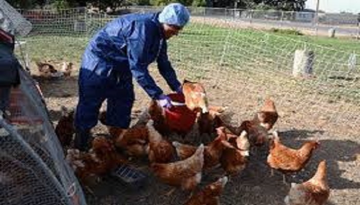 پایان موفقیت‌آمیز طرح ملی پایش آنفلوآنزای فوق حاد پرندگان در زنجان
