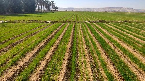 اجرای روش نوین کشت سهخطی گندم در شوش توسط کشاورز نمونه کشوری اجرای روش نوین کشت سهخطی گندم در شوش توسط کشاورز نمونه کشوری