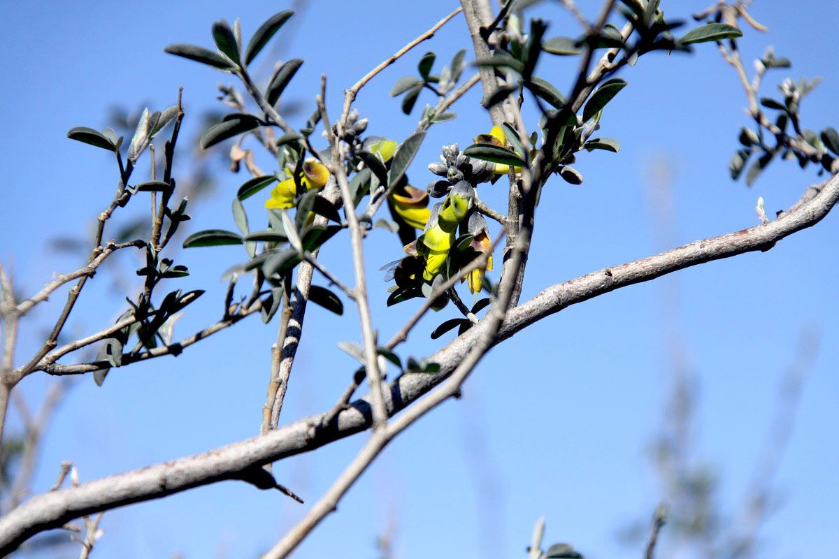 ثبت نخستین رویش قره‌تاج در مناطق مرزی سردشت