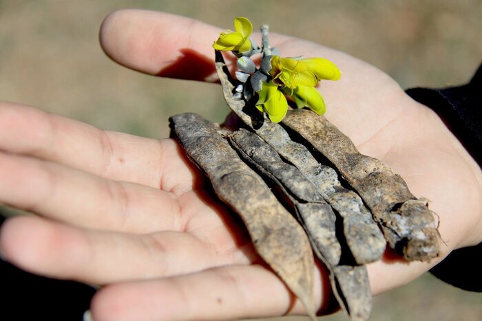 ثبت نخستین رویش قره‌تاج در مناطق مرزی سردشت