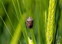 پایش مزارع مناطق گرمسیر کرمانشاه برای مقابله با آفت سن