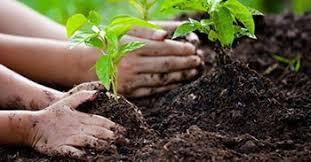 هفته منابع طبیعی ۱.۵ میلیون نهال در کرمانشاه غرس میشود هفته منابع طبیعی ۱.۵ میلیون نهال در کرمانشاه غرس میشود