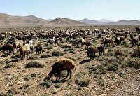 تشدید نظارت بر مراتع با افزایش قیمت خوراک دام