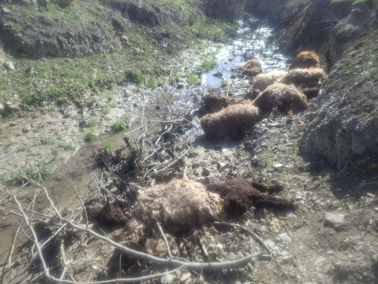 تلف شدن ۲۸ رأس دام در حمله گرگ در کلات