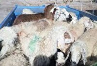 کشف محموله ۳۲ میلیارد ریالی احشام بدون مجوز حمل در مهاباد