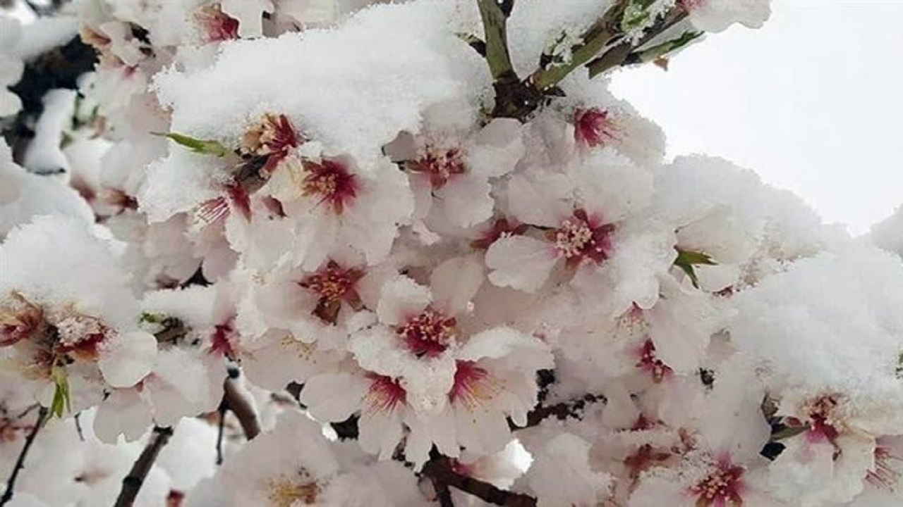 هشدار جهاد کشاورزی آذربایجان‌شرقی درباره سرمازدگی باغات و مزارع