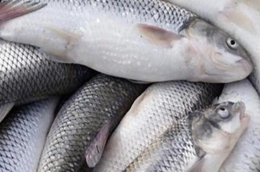 صید بیش از ۸۰۰ تن تن انواع ماهیان استخوانی از دریای خزر در گیلان