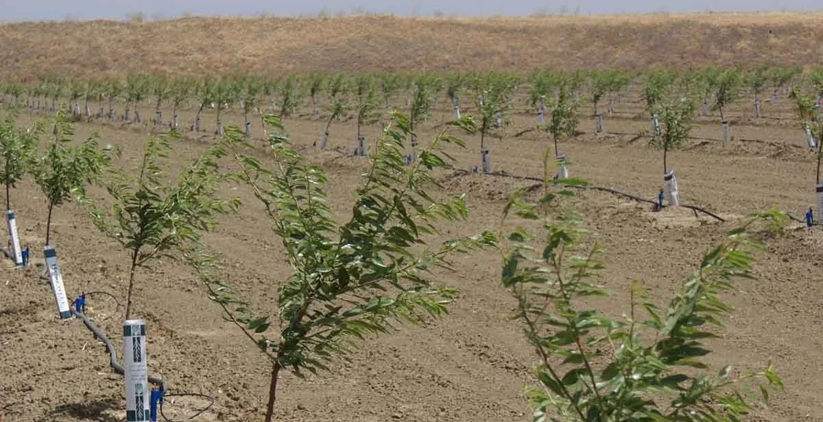 کاشت نهال بادام و زیتون در ۱۰۰ هکتار زمین شیبدار لرستان کاشت نهال بادام و زیتون در ۱۰۰ هکتار زمین شیبدار لرستان