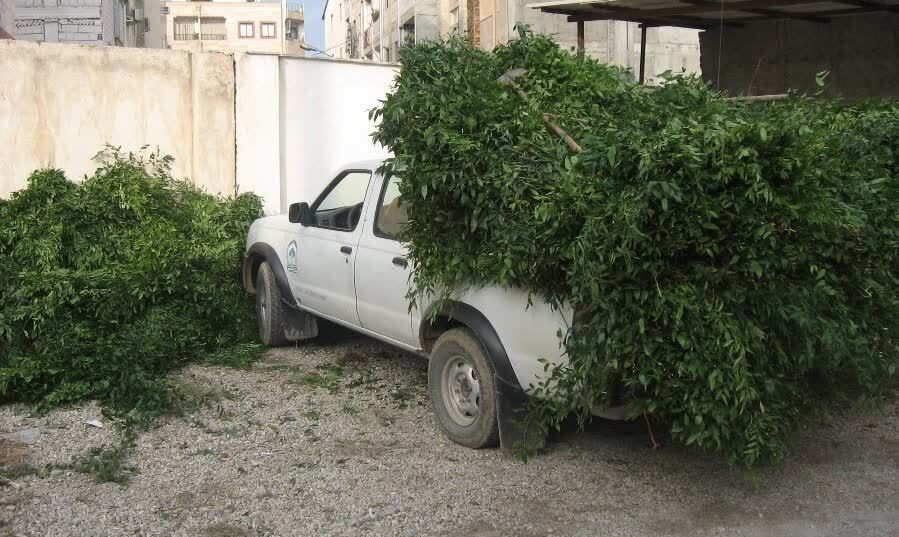 کشف ۲ تن چلم جنگلی قاچاق در شاهرود