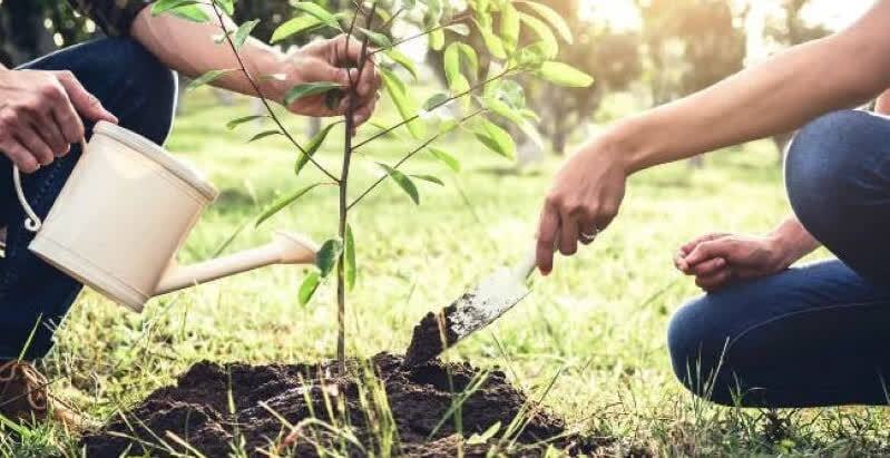 در هفته منابع طبیعی نهال رایگان بگیرید