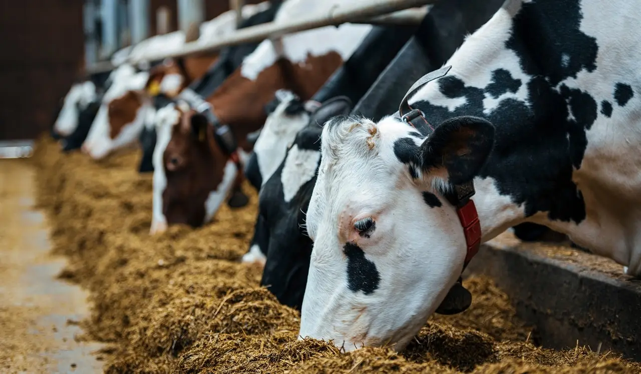 فرآوری زیستی، راهکار پایدار برای تبدیل پسماندهای کشاورزی به خوراک دام فرآوری زیستی، راهکار پایدار برای تبدیل پسماندهای کشاورزی به خوراک دام