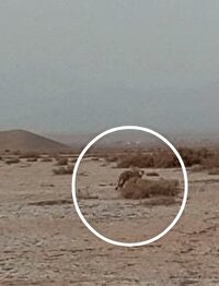 ششمین مشاهده یوز آسیایی در خراسان رضوی